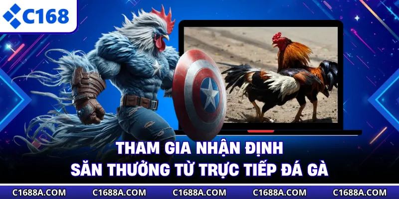 Tham gia nhận định săn thưởng từ trực tiếp đá gà