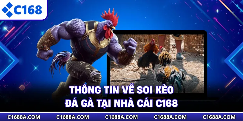 Thông tin về soi kèo đá gà tại nhà cái C168