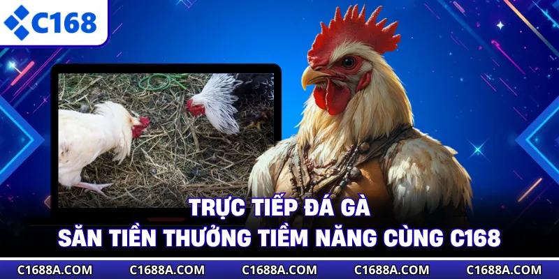 Trực Tiếp Đá Gà - Săn Tiền Thưởng Tiềm Năng Cùng C168